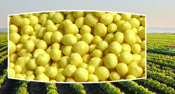 Granular Sulfur